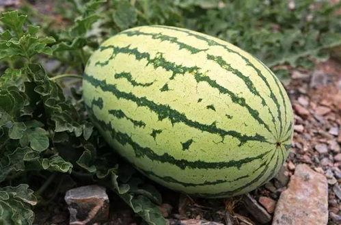 带你吃瓜藏钱,理财新潮流背后的秘密