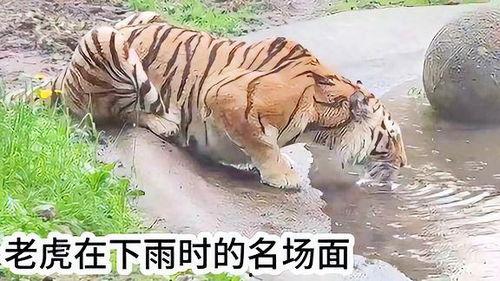 老虎和下雨猜明星,揭秘老虎与下雨背后的明星故事