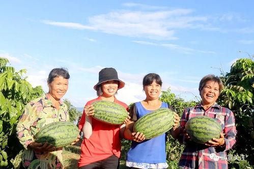 武宣县吃瓜,瓜果飘香，品味田园生活