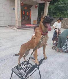 网红马路路,揭秘网络红人的崛起之路