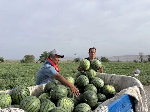 墨西哥贫民区吃瓜,瓜果飘香中的生活画卷