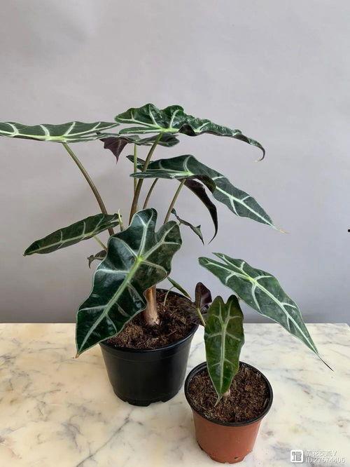 美国网红植物大王,绿意盎然的园艺传奇