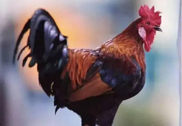 公鸡原神爆料视频大全最新,公鸡爆料视频大全，带你领略游戏魅力与幕后故事